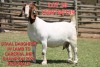 1X BOER GOAT STUD DOE SHONGOLOLO BOERBOK STOET