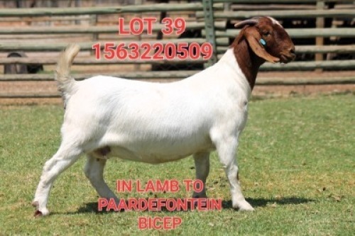 1X BOER GOAT STUD DOE SHONGOLOLO BOERBOK STOET