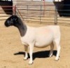LOT 76 1 X DORPER OOI/EWE KOWIE DE WITT - T5 DRAGTIG - 2