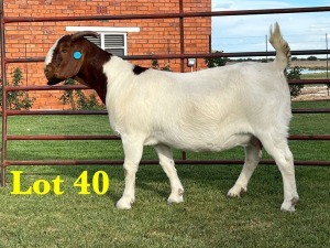 1X BOER GOAT DOE LUKAS BURGER BOERGOAT STUD