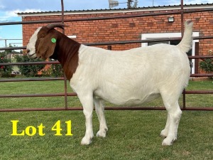 1X BOER GOAT DOE LUKAS BURGER BOERGOAT STUD