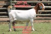 1X BOER GOAT STUD DOE SHONGOLOLO BOERBOK STOET