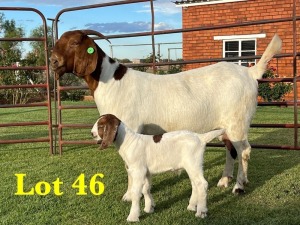 1X BOER GOAT DOE LUKAS BURGER BOERGOAT STUD