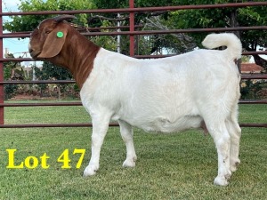 1X BOER GOAT DOE LUKAS BURGER BOERGOAT STUD