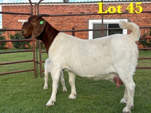 1X BOER GOAT DOE LUKAS BURGER BOERGOAT STUD