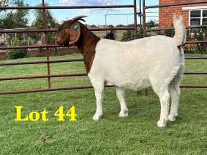 1X BOER GOAT DOE LUKAS BURGER BOERGOAT STUD