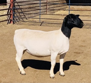 LOT 77 1 X DORPER OOI//EWE KOWIE DE WITT - T4 DRAGTIG