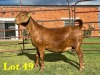 1X KALAHARI RED FLOCK DOE LUKAS BURGER BOERGOAT STUD