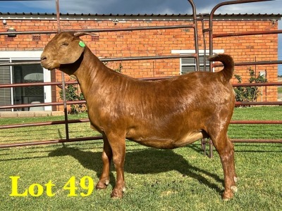 1X KALAHARI RED FLOCK DOE LUKAS BURGER BOERGOAT STUD