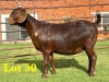 1X KALAHARI RED FLOCK DOE LUKAS BURGER BOERGOAT STUD