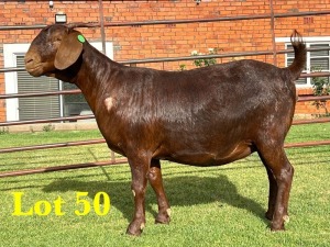 1X KALAHARI RED DOE LUKAS BURGER BOERGOAT STUD