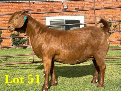 1X KALAHARI RED STUD DOE LUKAS BURGER BOERGOAT STUD