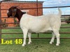 1X BOER GOAT STUD DOE LUKAS BURGER BOERGOAT STUD