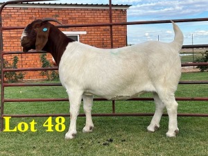 1X BOER GOAT DOE LUKAS BURGER BOERGOAT STUD