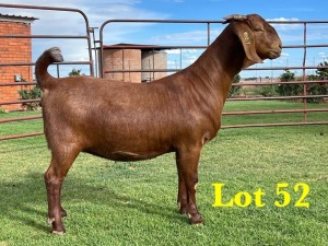 1X KALAHARI RED STUD DOE LUKAS BURGER BOERGOAT STUD