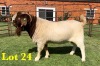 1X BOER GOAT FLOCK BUCK LUKAS BURGER BOERGOAT STUD