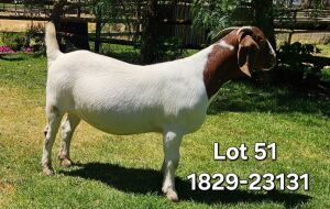 1X BOER GOAT FLOCK DOE ODESSA BOERBOK STOET