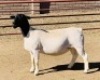 LOT 77 1 X DORPER OOI//EWE KOWIE DE WITT - T4 DRAGTIG - 2
