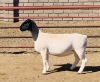 LOT 97 1 X DORPER OOI/EWE KOWIE DE WITT - T4