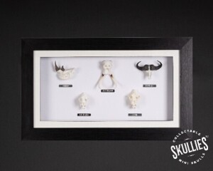 SKULLIES FRAME COLLECTION SKULLIES