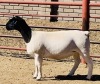 LOT 97 1 X DORPER OOI/EWE KOWIE DE WITT - T4 - 2