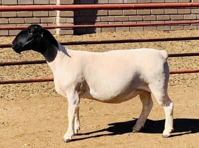 LOT 52 1 X DORPER OOI/EWE KOWIE DE WITT - T4