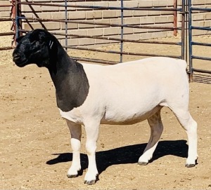 LOT 96 1 X DORPER OOI/EWE KOWIE DE WITT - T4