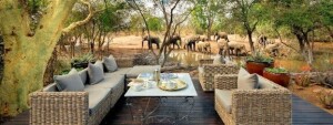 NON-EXPORTABLE AFRICAN ELEPHANT BULL (25-30 YEARS OLD), WITH MAXIMUM TUSK WEIGHT OF 30lbsPER SIDE – TIMBAVATI PRIVATE NATURE RESERVE TIMBAVATI PRIVATE NATURE RESERVE