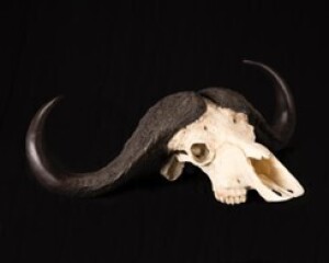 REPLICA BUFFALO BULL SKULL SPLITTING IMAGE TAXIDERMY