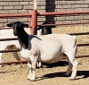 LOT 99 2 X DORPER OOI/EWE KOWIE DE WITT T4 & T3(DRAGTIG) - (PER STUK OM LOT TE NEEM) - 2