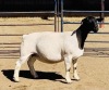 LOT 99 2 X DORPER OOI/EWE KOWIE DE WITT T4 & T3(DRAGTIG) - (PER STUK OM LOT TE NEEM) - 3