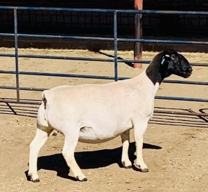 LOT 110 1 X DORPER OOI/EWE KOWIE DE WITT - T4