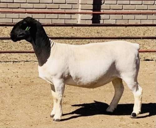 LOT 111 2 X DORPER OOI/EWE KOWIE DE WITT - T4 DRAGTIG (PER STUK OM LOT TE NEEM)
