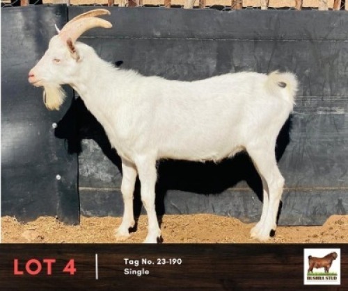 1X SAANEN BUCK BUSHRA STUD