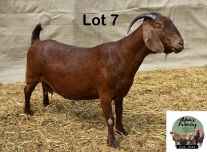 1X KALAHARI RED DOE ADAMS FARMING