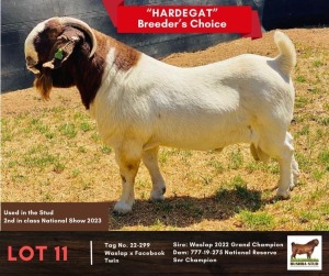 1X BOERGOAT BUCK BUSHRA STUD