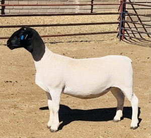 LOT 112 2 X DORPER OOI/EWE KOWIE DE WITT T3 EEN DRAGTIG(PER STUK OM LOT TE NEEM)