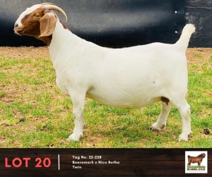 1X BOERGOAT DOE BUSHRA STUD