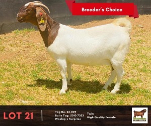 1X BOERGOAT DOE BUSHRA STUD