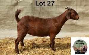 1X KALAHARI RED DOE ADAMS FARMING