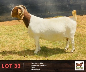 1X BOERGOAT DOE BUSHRA STUD