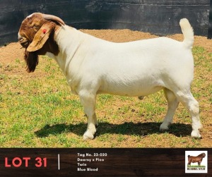 1X BOERGOAT BUCK BUSHRA STUD