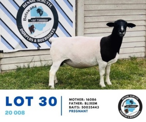 1X DORPER EWE HENNIE SCHUTTE DORPERS & BOERGOATS