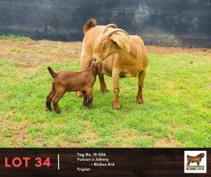 1+1X KALAHARI RED DOE & KID BUSHRA STUD