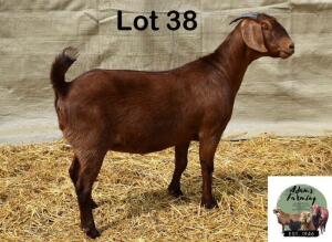 1X KALAHARI RED DOE ADAMS FARMING