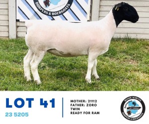 1X DORPER EWE HENNIE SCHUTTE DORPERS & BOERGOATS