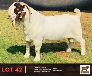 1X BOERGOAT BUCK BUSHRA STUD