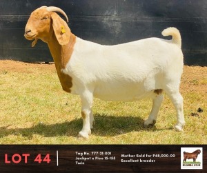 1X BOERGOAT DOE BUSHRA STUD