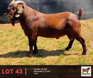 1X KALAHARI RED BUCK BUSHRA STUD