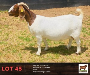 1X BOERGOAT DOE BUSHRA STUD